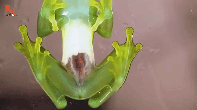 Dwarf Glass Frog