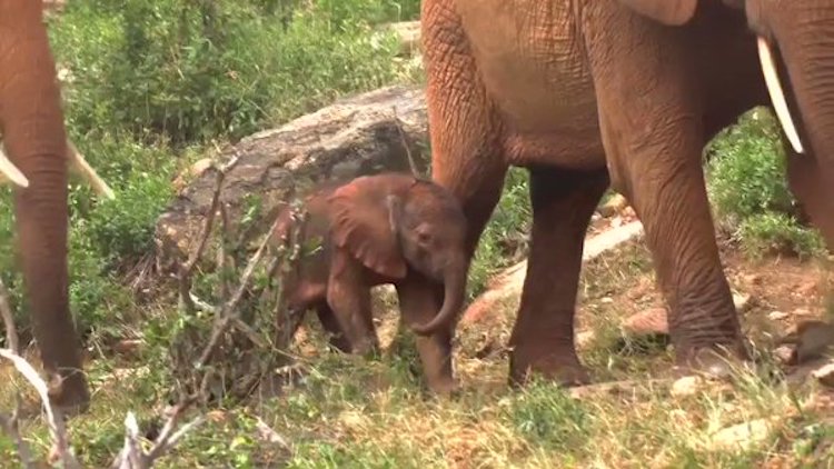 elephant-and-baby.jpg