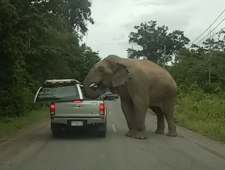 Elephant Eating Out of Truck