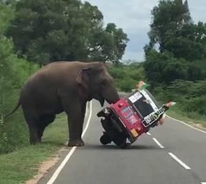Elephant Knocks Over Tuk Tuk