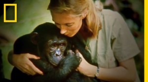 Jane, A Biographical Film About the Remarkable Jane Goodall Inspired by Lost Footage of Her Work