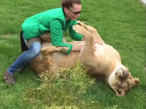Lioness Belly rubs
