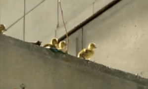 Man Catches Ducklings One by One