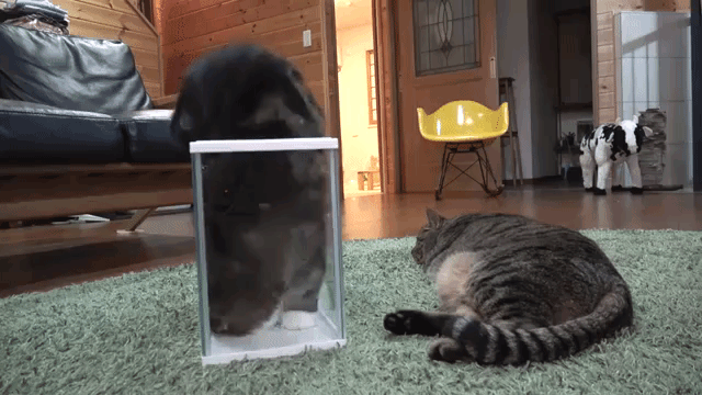 Maru Turning Over to Fit