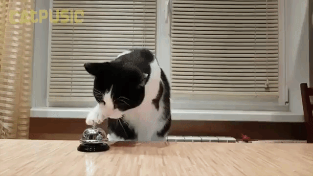 Pusic Cat Dinner