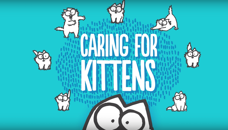 Caring for Kittens
