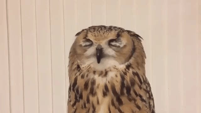 sneezing-owl.gif