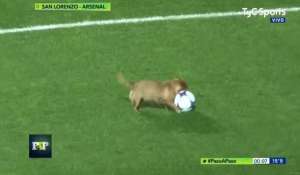 Soccer puppy