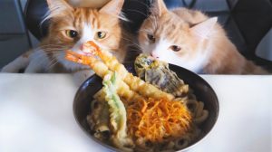 Tempura Udon Noodles Cats