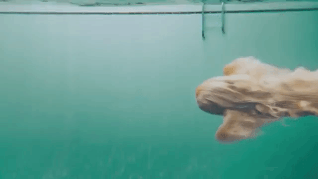 Underwater Afghan