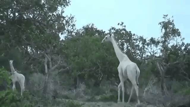 White Giraffes
