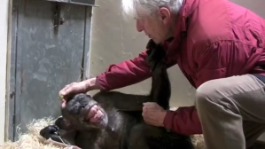 59 Year Old Chimp