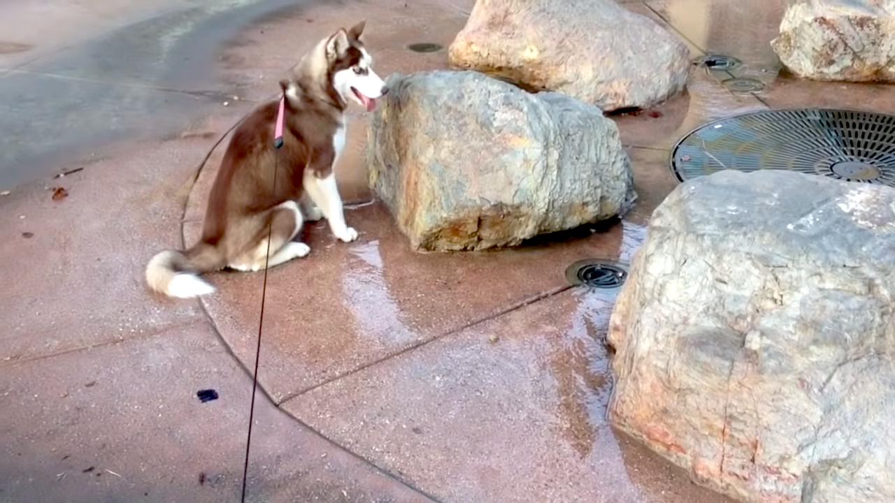 Siberian Husky Puppy Gets an Unexpected Surprise When She Sits Directly