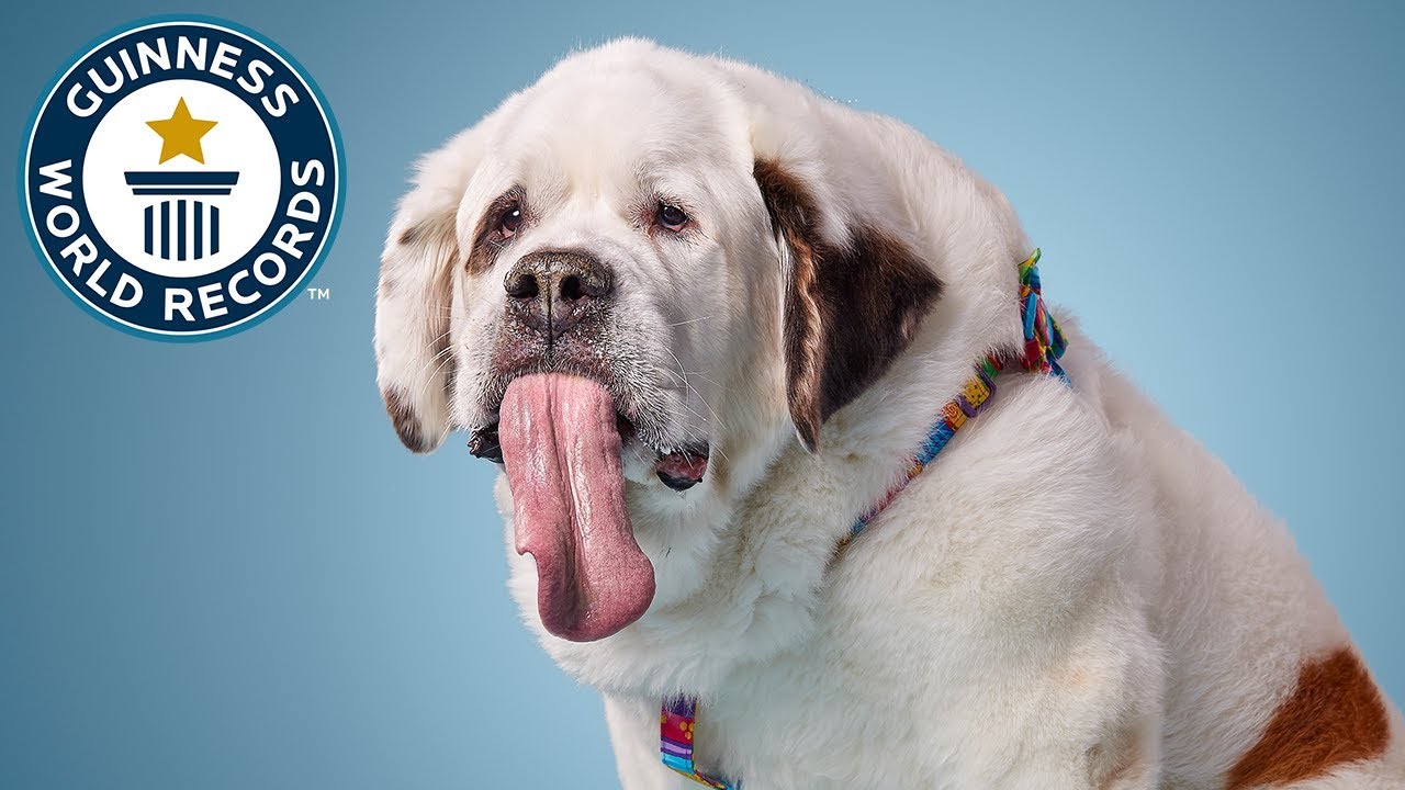 A Beautiful Rescued St. Bernard Sets the Guinness World 