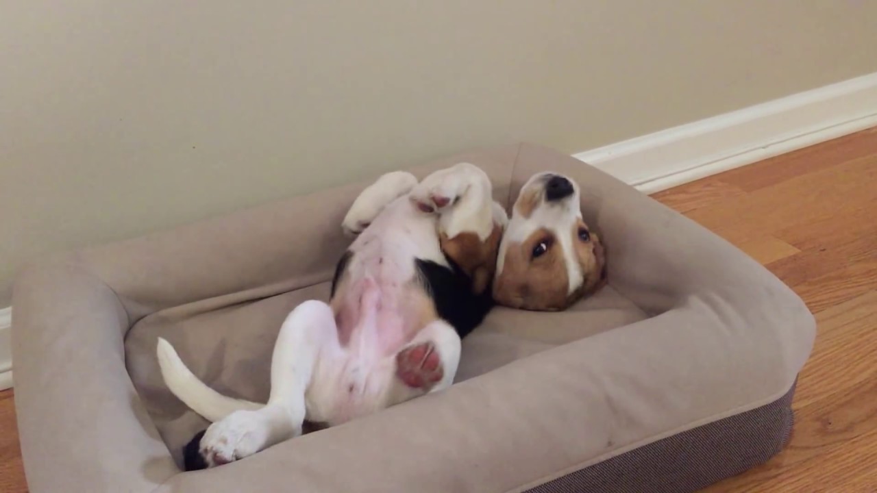 a-little-beagle-puppy-groans-whi.jpg