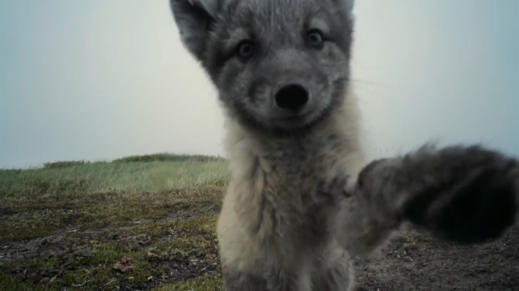 arctic-fox-pup.png