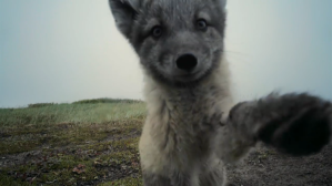 Arctic Fox Pup