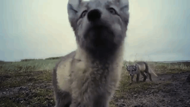 Arctic Fox Pups Destroy Camera