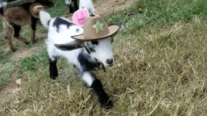 Baby Goat Wearing Cowboy Hat