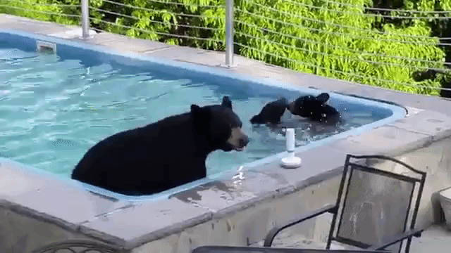 Bears Playing in Pool
