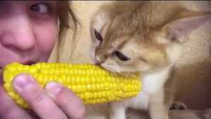 Cat Eating Corn on Cob