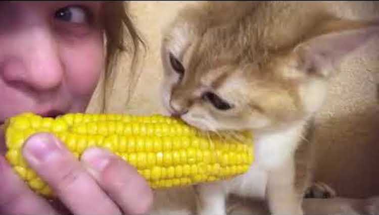 Cat Eating Corn on Cob