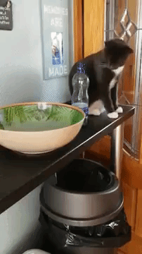 Cat Knocking Bottle off Shelf