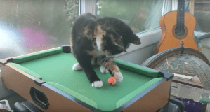 Cat Playing Pool