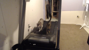 Cats on a treadmill