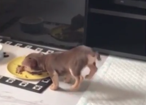 Chihuahua Puppy Handstands