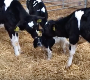 Cows mistaking dog as one of their own