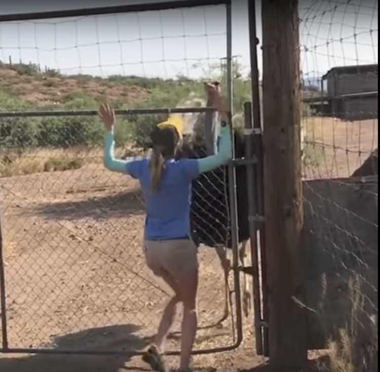 A Friendly Ostrich in Arizona Copies His Beloved Caretaker's Dance From ...
