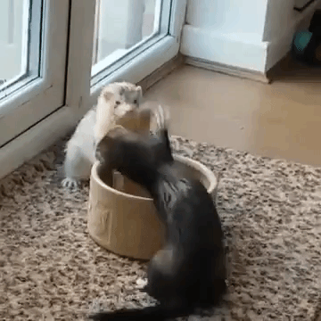ferret siblings fight over water bowl