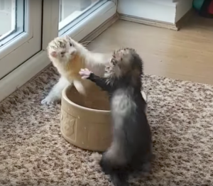 Ferrets Fight Over Water Bowl