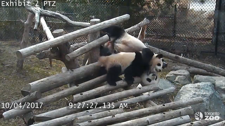 Giant Panda Cubs Falling Down