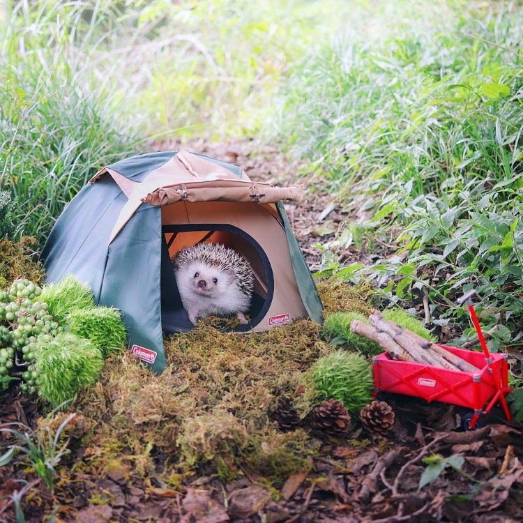 Hedgehog Azuki Camping Coleman