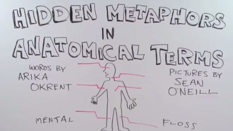 HIdden Metaphors Anatomical Terms