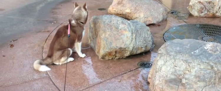 husky-water-fountain.png