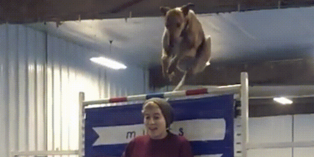 jumping-dog.png