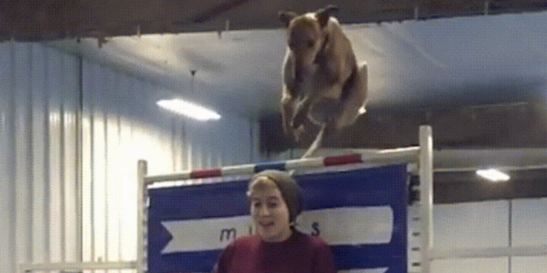 Jumping Dog