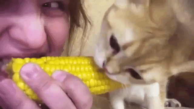 kitten eating corn
