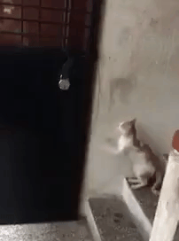 Kitty Knocking on Door