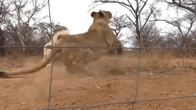 Lion Trying to Play