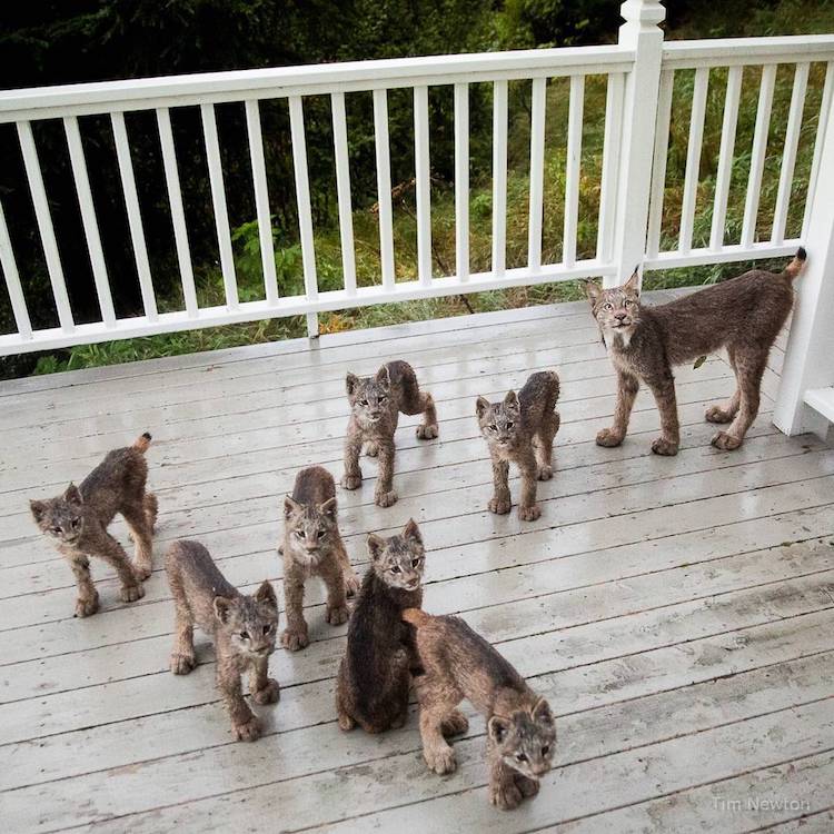 mama-and-7-lynx.jpg