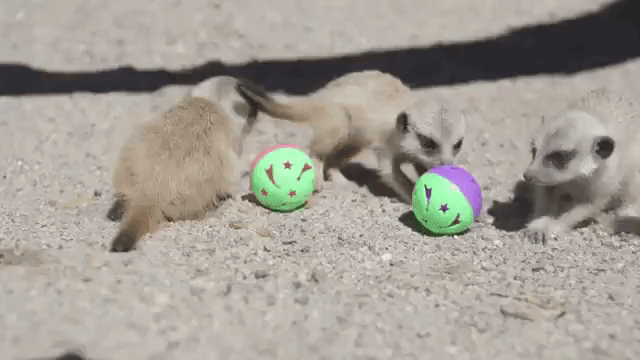Meerkat babies colorful balls