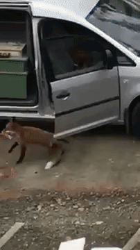 Opportunistic Fox Steals Pizza