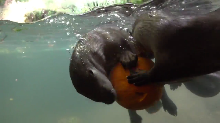 otters-competing-pumpkin-fish.png