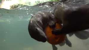 Otters Competing Pumpkin Fish