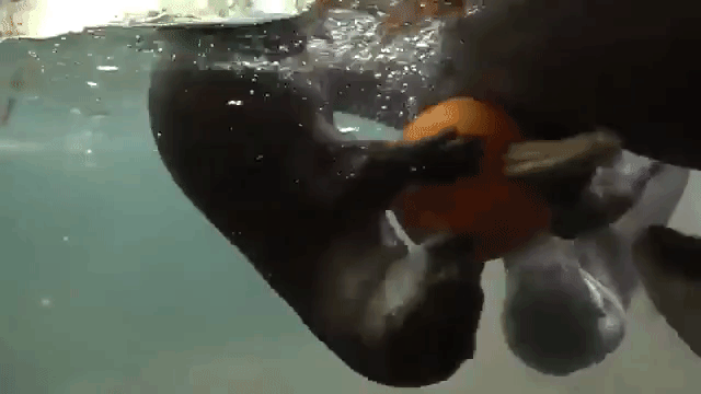Otters Fish Filled Pumpkin Oregon Zoo
