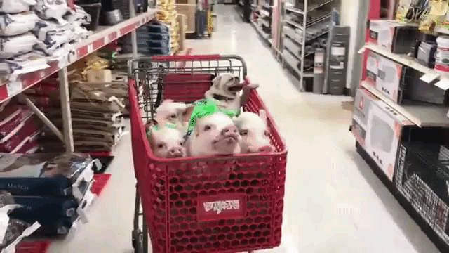 Pigs and a Pug